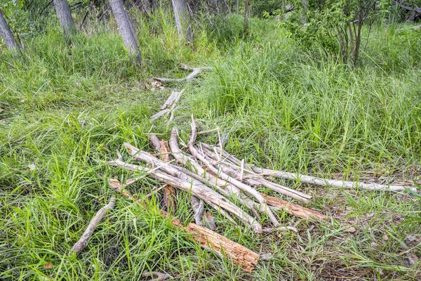 Sendero Primitivo Través Pantano Bosque —  Fotos de Stock