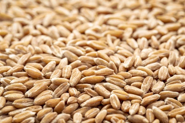 硬红色冬小麦籽粒选择性聚焦背景研究 — 图库照片