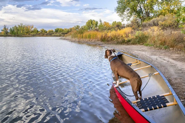 Pit Bull Terrier Una Canoa Rossa Guardare Qualcosa Lago Paesaggio — Foto Stock