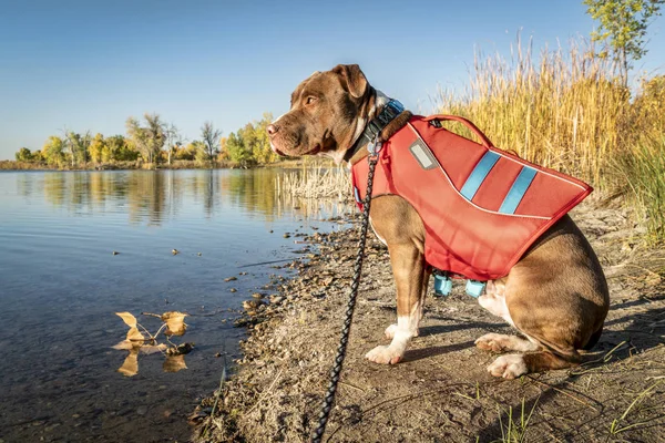 Joven Pit Bull Terrier Perro Chaleco Salvavidas Orilla Del Lago —  Fotos de Stock