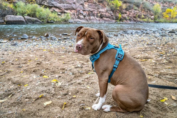 Joven Perro Terrier Pit Bull Ningún Arnés Tirón Orilla Del —  Fotos de Stock