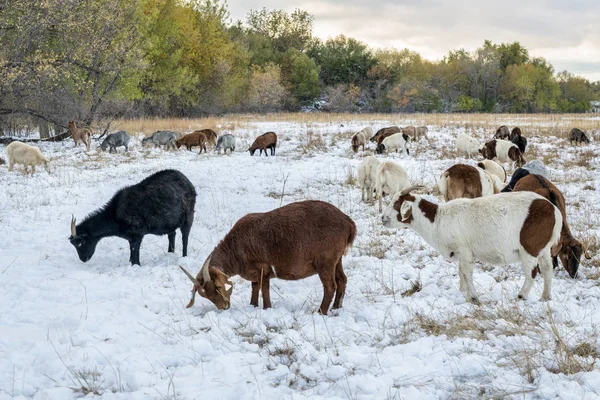 Gout Grazing Poudre River One Natural Areas Fort Collins Colorado — Stock Photo, Image