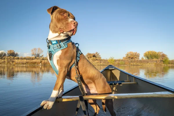 Pit Bull Terrier Perro Mirando Alrededor Una Canoa Paisaje Otoño —  Fotos de Stock