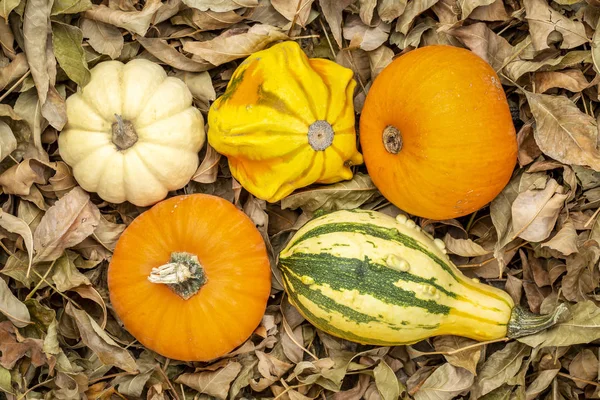 Sfondo Zucche Colorate Contro Foglie Secche — Foto Stock