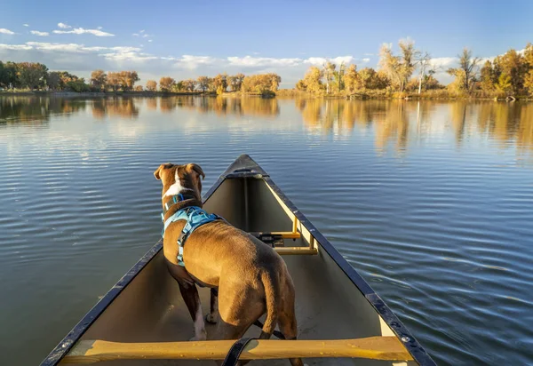 Pit Bull Terrier Perro Lforward Alrededor Una Canoa Paisaje Otoño —  Fotos de Stock