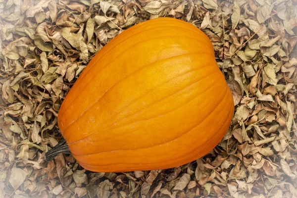 Grande Zucca Arancione Contro Foglie Secche Sfondo — Foto Stock