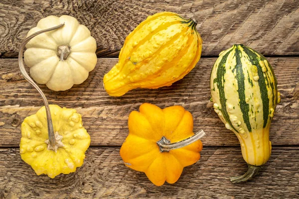 Decoratieve Kalebassen Tegen Rustiek Hout Herfst Vakantie Decoratie — Stockfoto