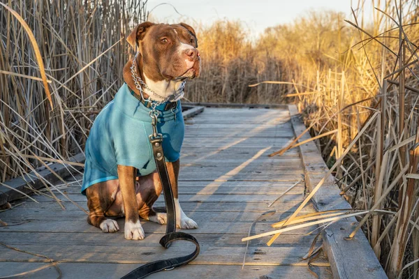 Pit Bull Dog Warm Jacket Prong Trainnig Collar Walk Late — Stock Photo, Image