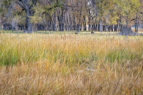 Swamp Pasture Trees Rural Landscape Northern Colorado Poudre River Fall — Stock Photo, Image