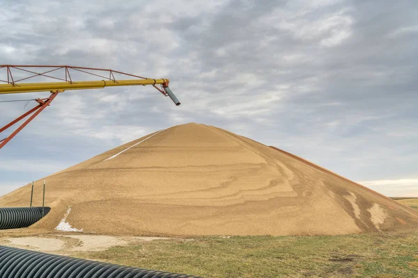 Kasım Ayı Başlarında Batı Kansas Kurutma Sorgum Tahıl Büyük Bir — Stok fotoğraf