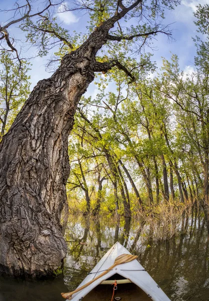 Kánoe Luk Pádlem Jezeře Ponořenými Cottonwood Stromy Zkreslený Rybí Perspektivy — Stock fotografie