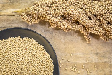 gluten ücretsiz beyaz sorgum tahıl siyah plaka ve tohumların bir küme