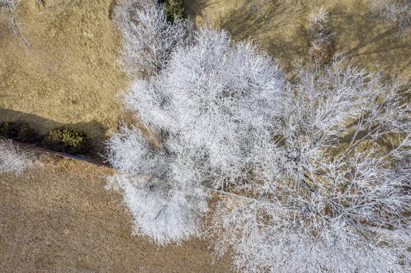 Árboles cubiertos por heladas vista aérea —  Fotos de Stock