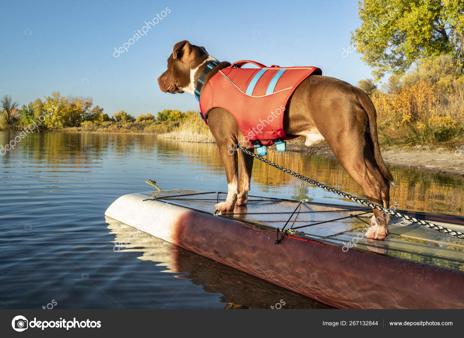 pitbull life jacket