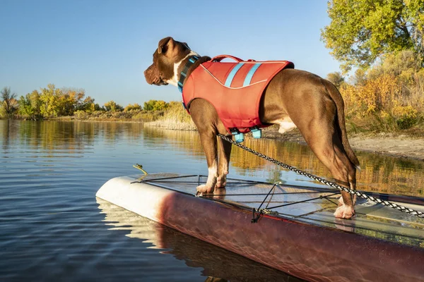 Pitbull Terrier Hund in Schwimmweste — Stockfoto