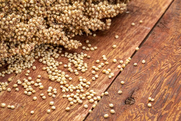 Racimos de semillas de sorgo blanco maduras —  Fotos de Stock