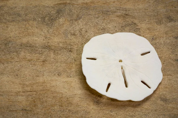 Vit sand dollar skelett — Stockfoto