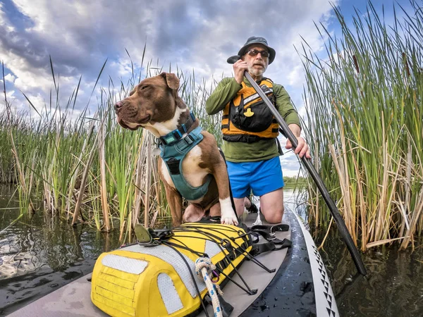 Stå upp paddling med en pitbull hund — Stockfoto