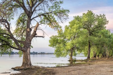 cottonwood trees on a lake beach clipart