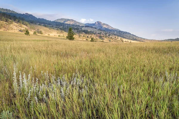 Grama em Colorado foothills de Rocky Mountains — Fotografia de Stock