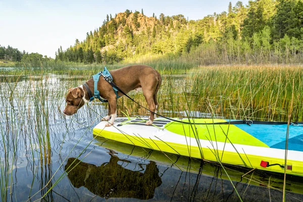 Pit bull dog em stand up paddleboard — Fotografia de Stock