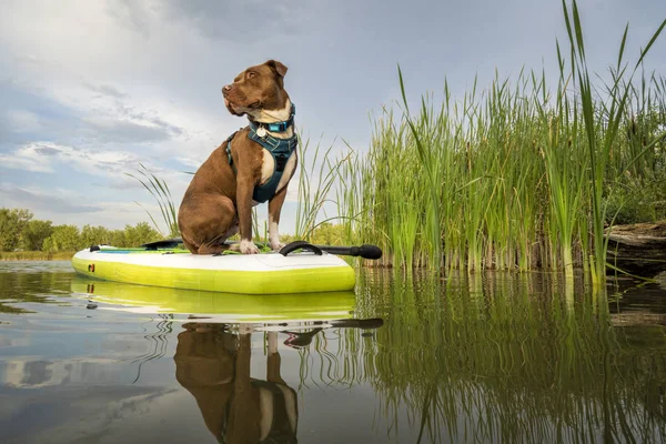 Pit bull perro en stand up paddleboard —  Fotos de Stock