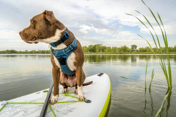Pit bull dog on stand up paddleboard — Stock Photo, Image