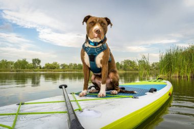 Pitbull köpeği ayağa kalktı.