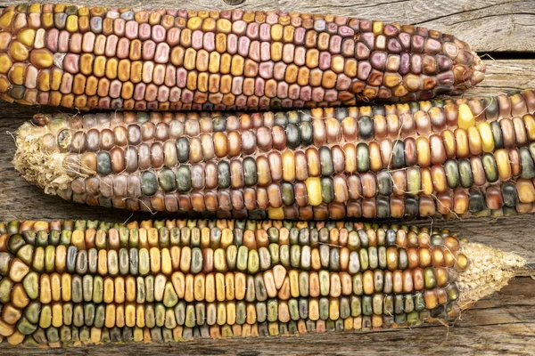 ornamental corn ears close-up