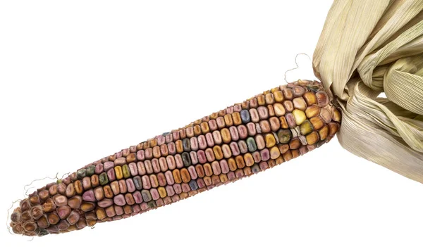 Ozdobne ucho kukurydzy streszczenie — Zdjęcie stockowe