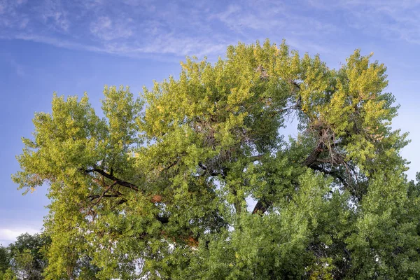 Obří bavlní strom na počátku podzimu — Stock fotografie