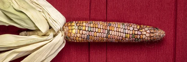 Декоративное ухо из кукурузы — стоковое фото