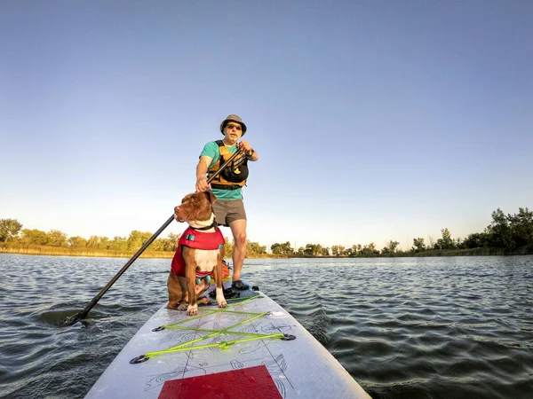 Stå upp paddling med en pitbull hund — Stockfoto