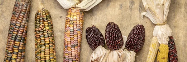 Декоративные кукурузные уши — стоковое фото