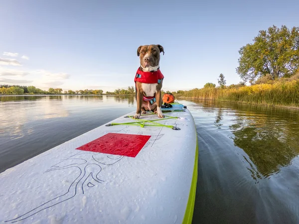 Pit bull cane su stand up paddleboard — Foto Stock