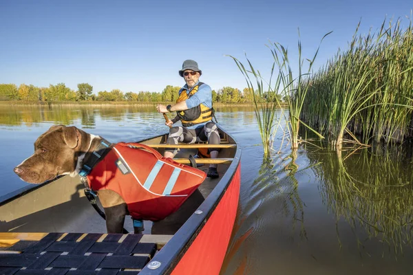 Canoa remando con pit bull dog —  Fotos de Stock