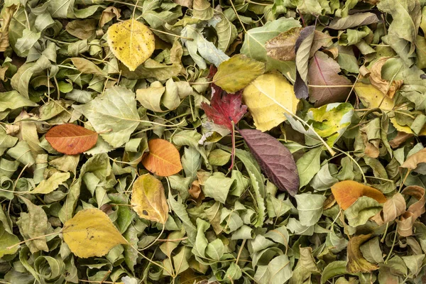 Colorful fall dry leaves background — Stock Photo, Image