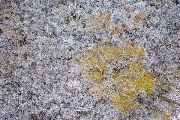 Гобелен дерева, забруднений раннім снігом — стокове фото
