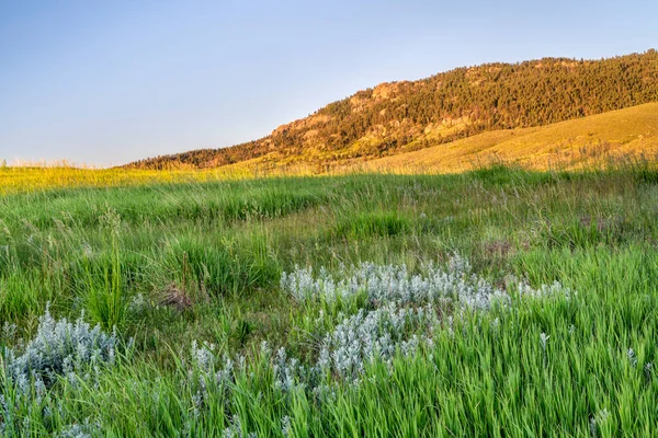 コロラド州北部のロリー州立公園ロッキー山脈の麓の初夏の風景 — ストック写真