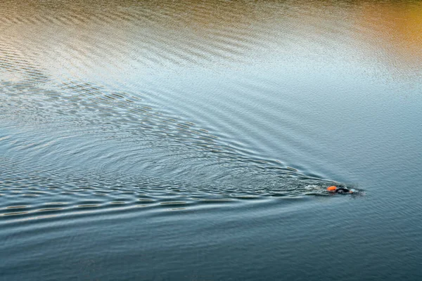 Nadador Aguas Abiertas Con Una Boya Natación Lago Tranquilo Entrenamiento — Foto de Stock