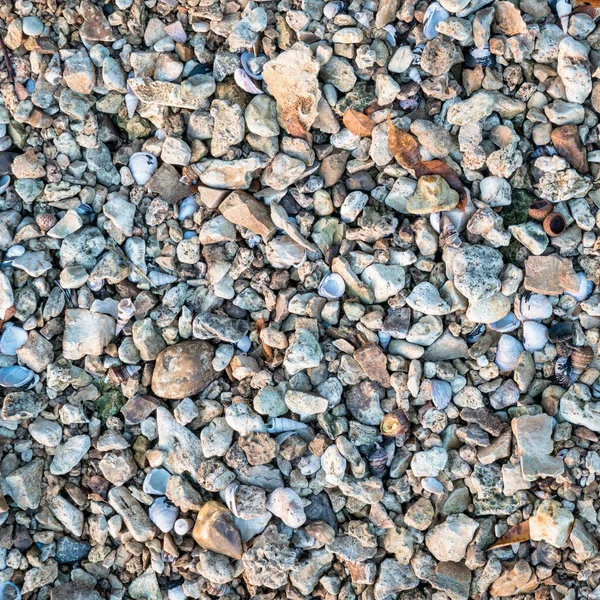 Natural Background Texture River Shore Gravel Rocks Leaves Shells — Stock Photo, Image