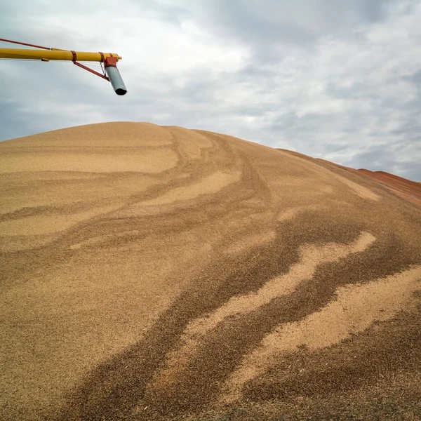 Large Pile Sorghum Grain Drying Western Kansas Early November Agriculture — Stock Photo, Image