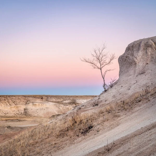 Winter Dusk Prairie Badlands Pawnee National Grassland Lonely Tree — Stock Photo, Image