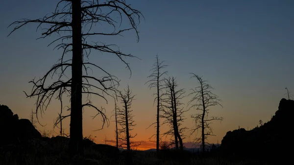 Pinheiros Queimados Por 2012 Hewlett Gulch Wildfire Greyrock Perto Fort — Fotografia de Stock