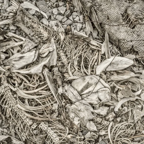 Fischgräten Und Überreste Von Reihern Flussufer Quadratisches Schwarz Weiß Bild — Stockfoto