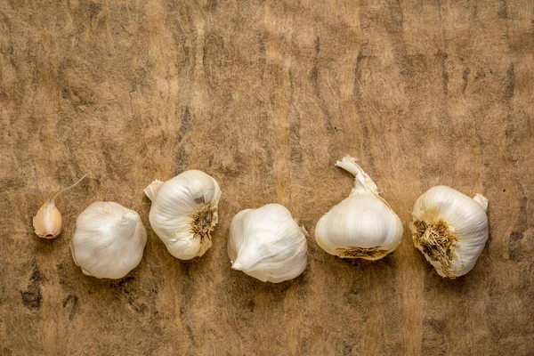 Rij Knoflook Bollen Een Geweven Schors Papier Met Een Kopieerruimte — Stockfoto