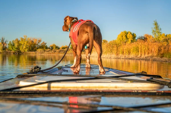 Pitbull Terrier Hund Rettungsweste Auf Einem Bogen Des Tourenstand Paddleboards — Stockfoto