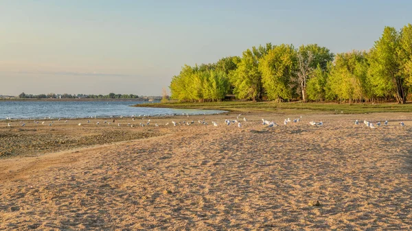 Časné Letní Ráno Boyd Lake State Park Colorado Prázdnou Pláží — Stock fotografie