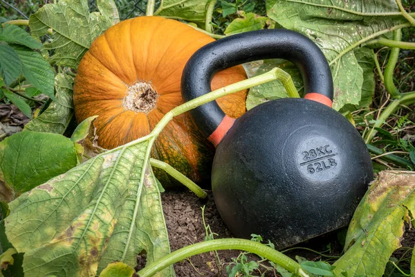 Heavy Iron Kettlebell Pumpkin Backyard Garden Holiday Fitness Concept — Stock Photo, Image