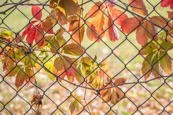 Backlit Vine Leaves Fall Colors Chain Link Fence Fall Scenery — Stock Photo, Image